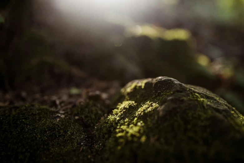 closeup view of green mossy rock with sunlight streaming in from the side