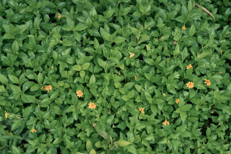 a patch of green bushes with yellow flowers growing on it