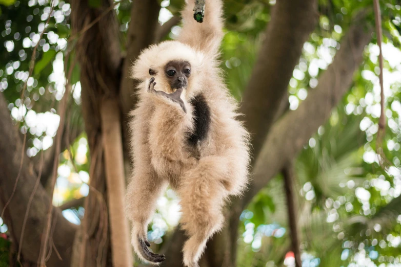 a white faced animal hanging from the nches of a tree