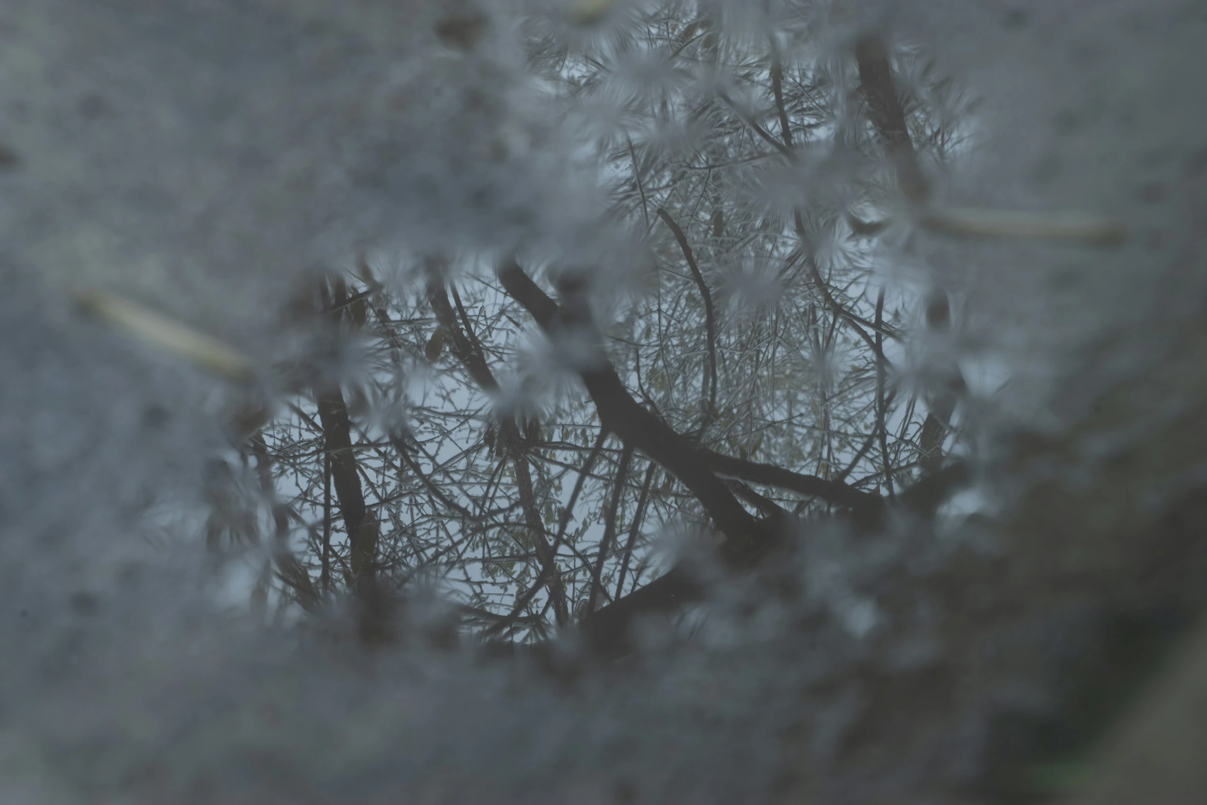 the reflection of trees in water is shown