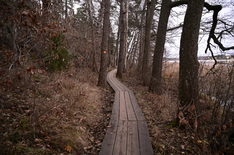 wooden walkway in front of trees near water