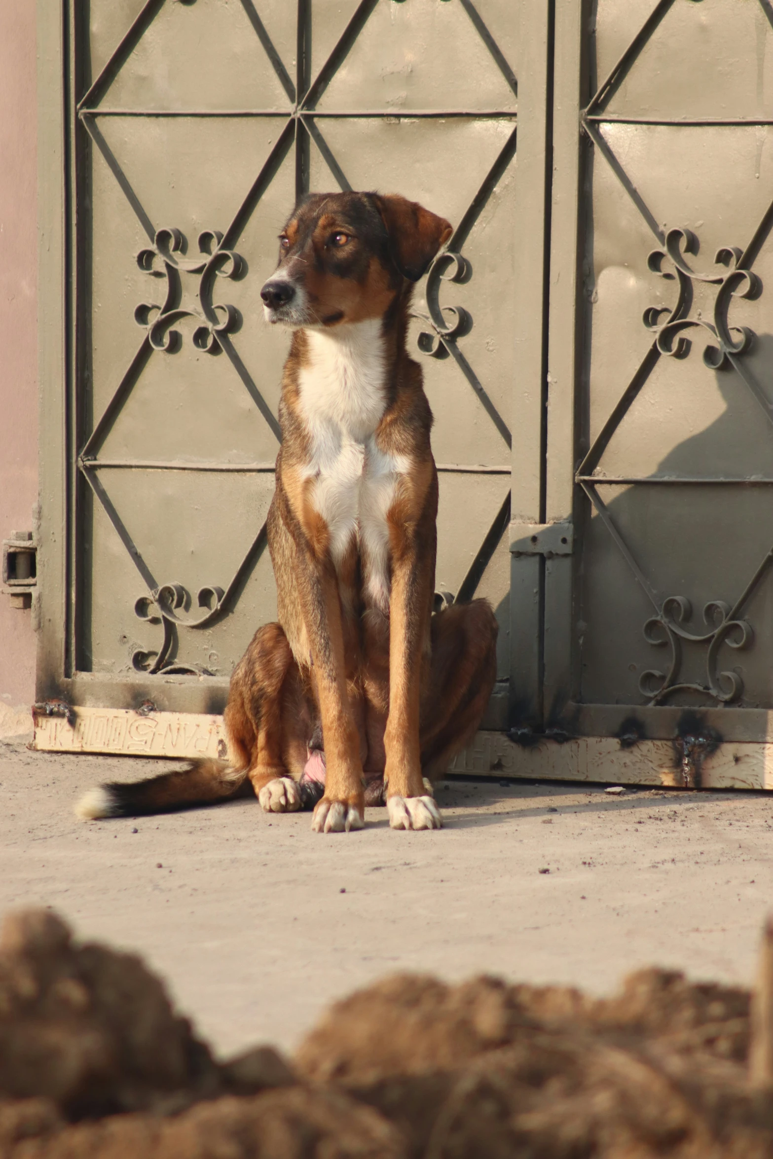 a brown dog sitting next to a wall