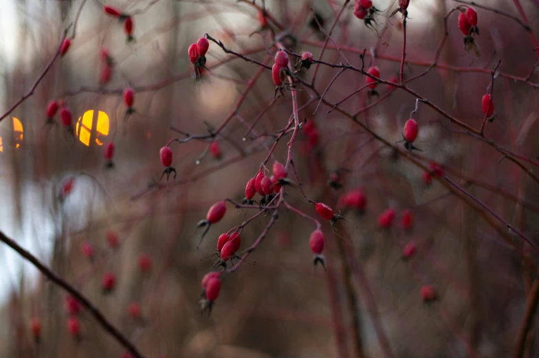 a bush with red buds in front of a building