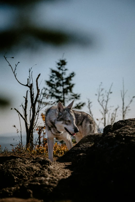 a wolf walking up a hill towards some grass