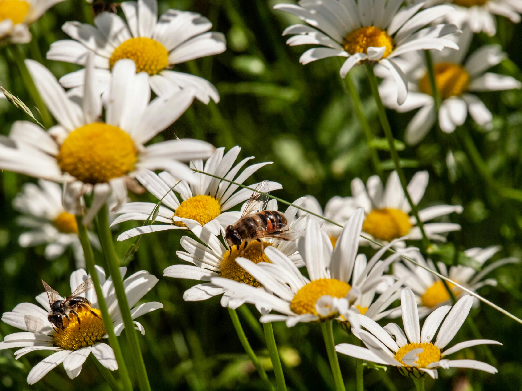 a bunch of white flowers with yellow centers