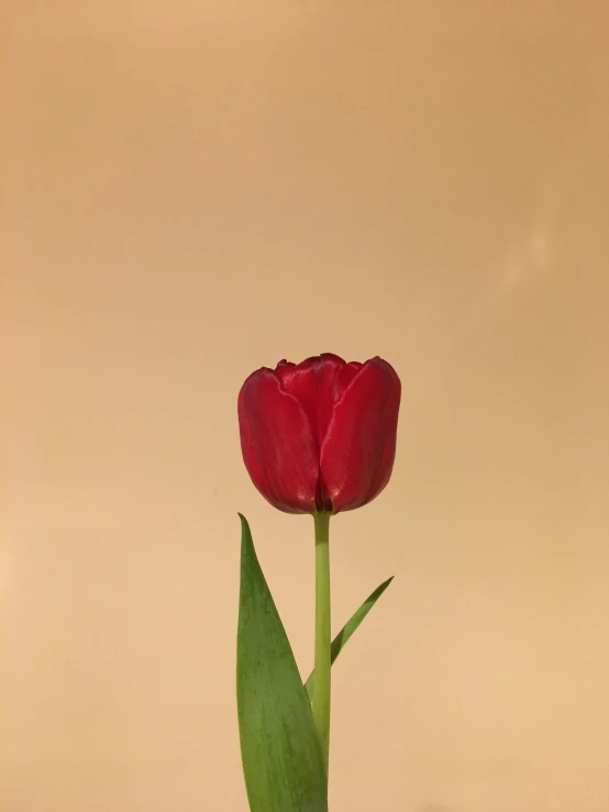 the single red flower is in a vase