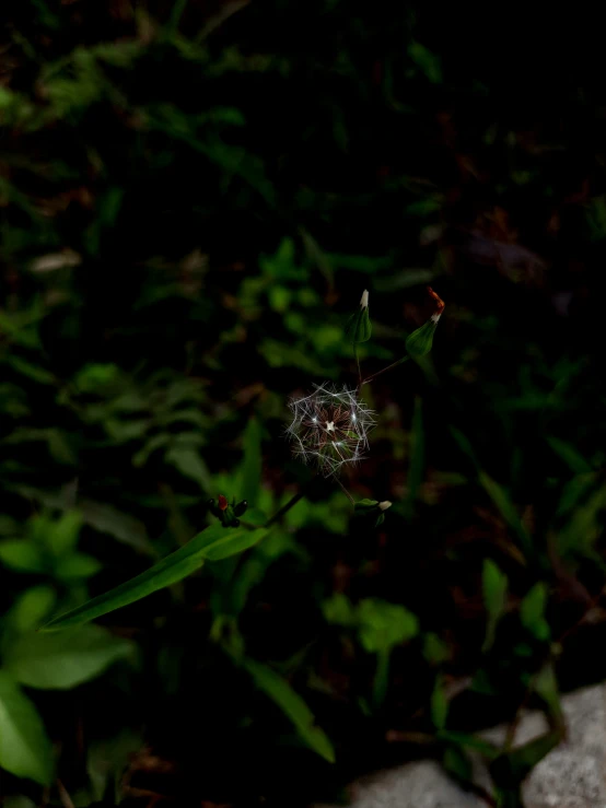 a dandelion spikkled with white seeds on a rock