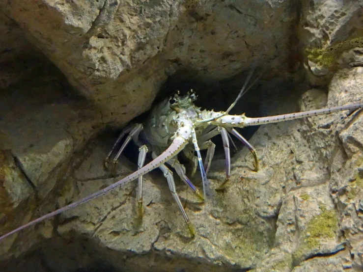 a crab on the ground underneath some rocks