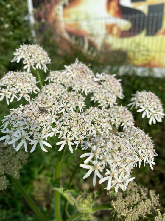 some white flowers blooming outside next to a banner