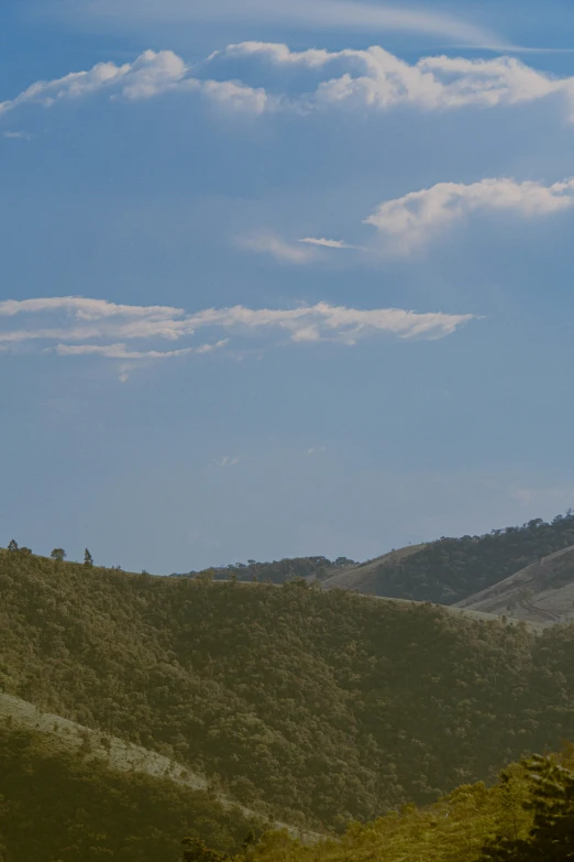 a single horse standing on top of a lush green hill