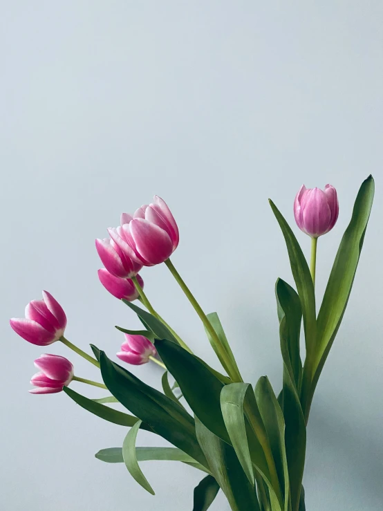 some pink tulips are in a vase against a grey wall