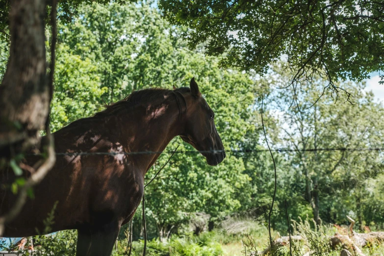 the horse is standing by the fence and watching the people