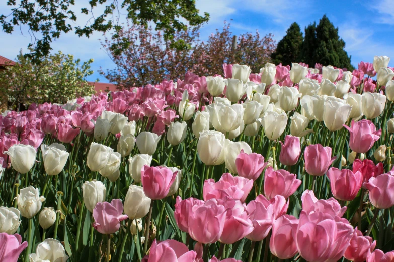 an image of many flowers blooming in the garden