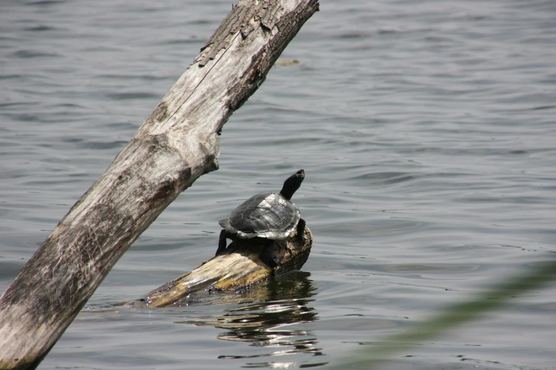a duck sitting on top of a fallen tree in water
