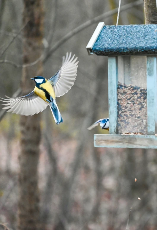 two birds are flying at a bird feeder in the woods