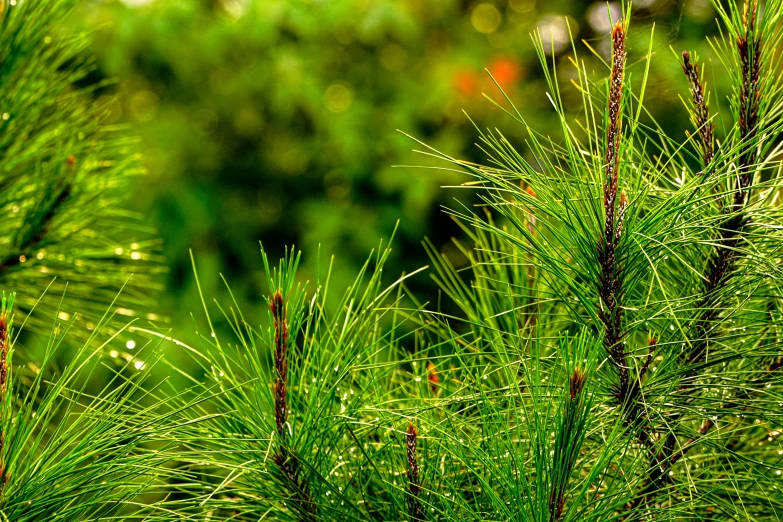 green pine tree leaves and needles in the woods