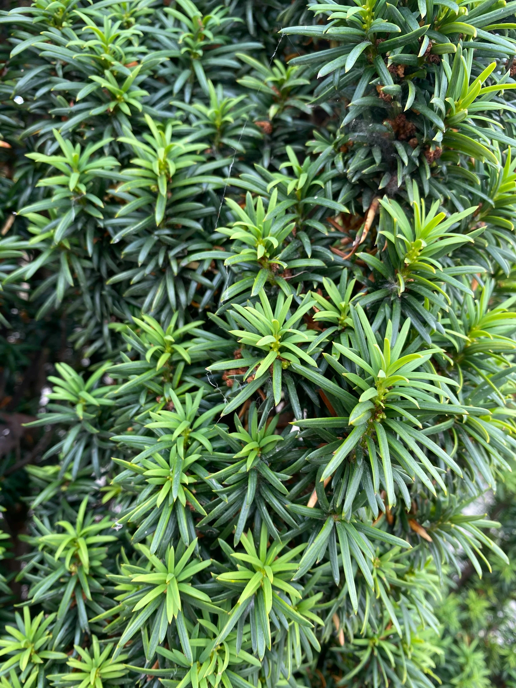 the green leaves of an evergreen tree