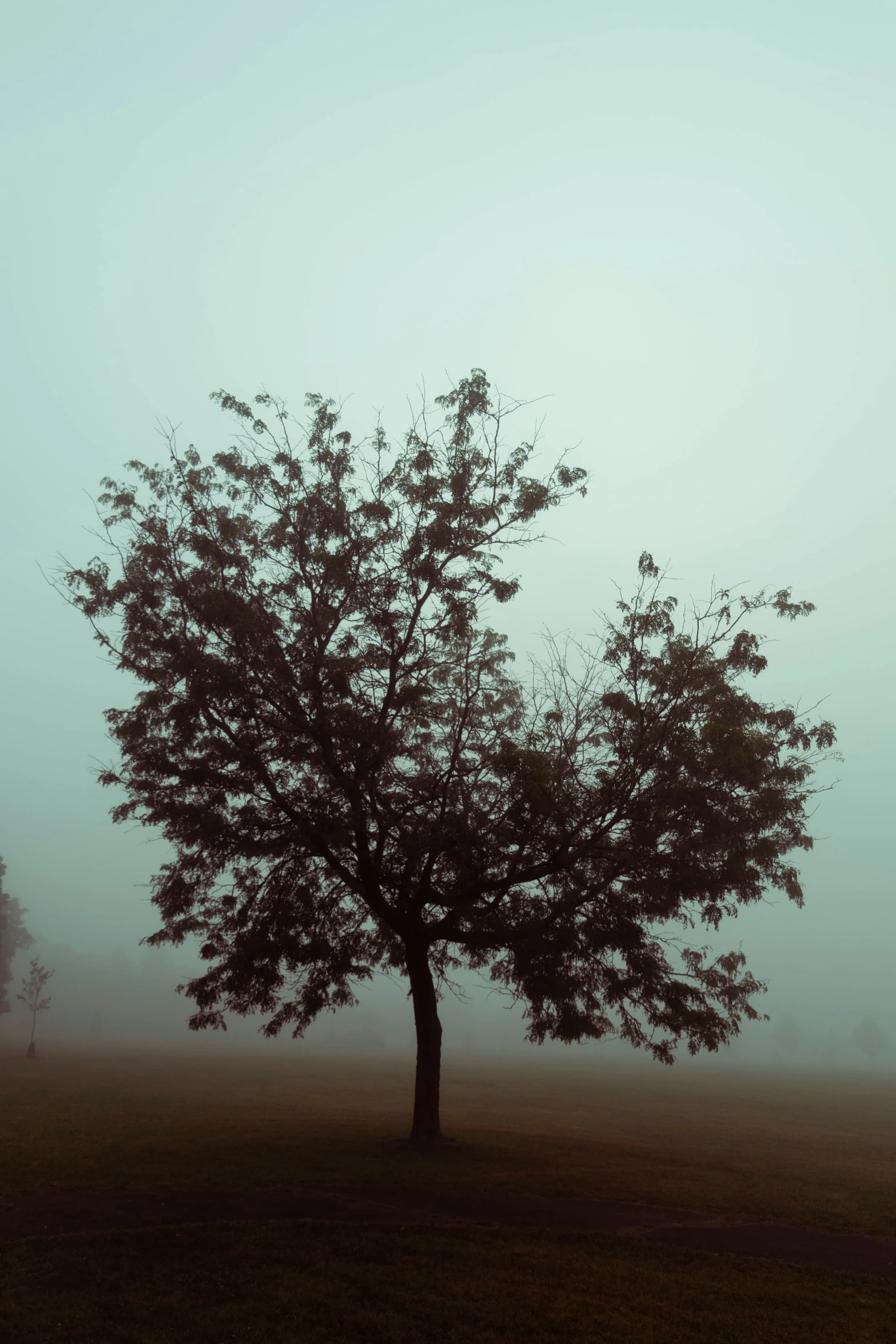 a large tree that is standing in the grass