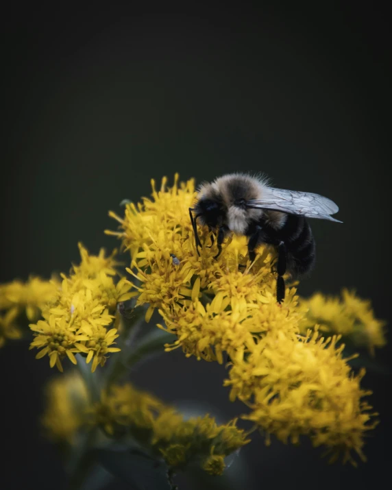 a bee on a plant with yellow flowers