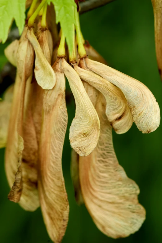 buds on a plant in a green area