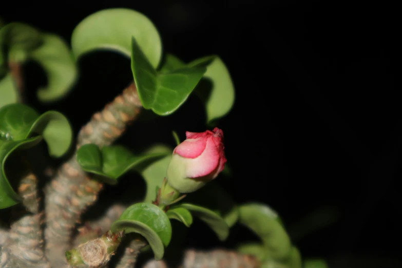 there is a pink flower and some green leaves