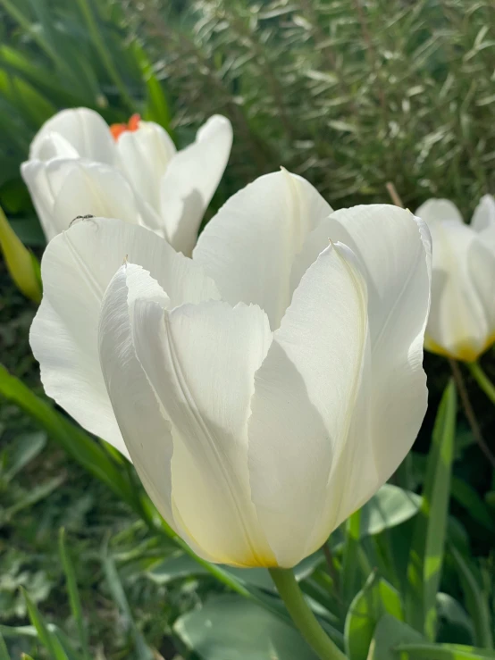 a close - up view of the white tulips with green stems