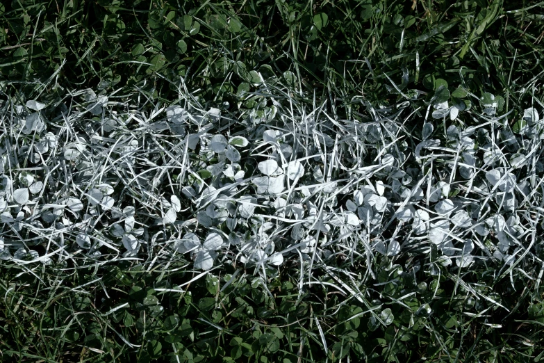 small, spiky white flowers growing in the ground