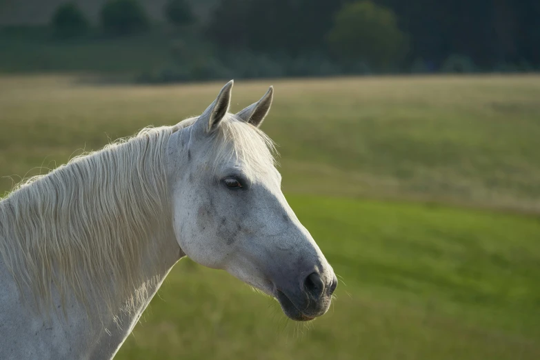 a white horse in front of some green grass