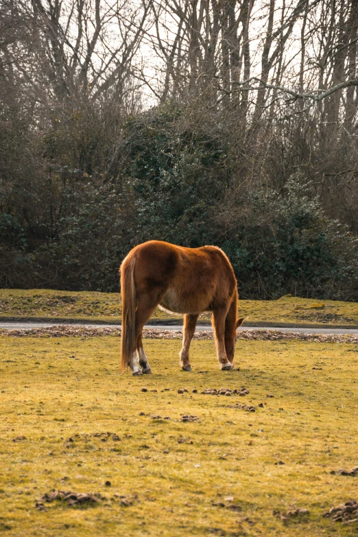 a horse grazing in the grass near some trees