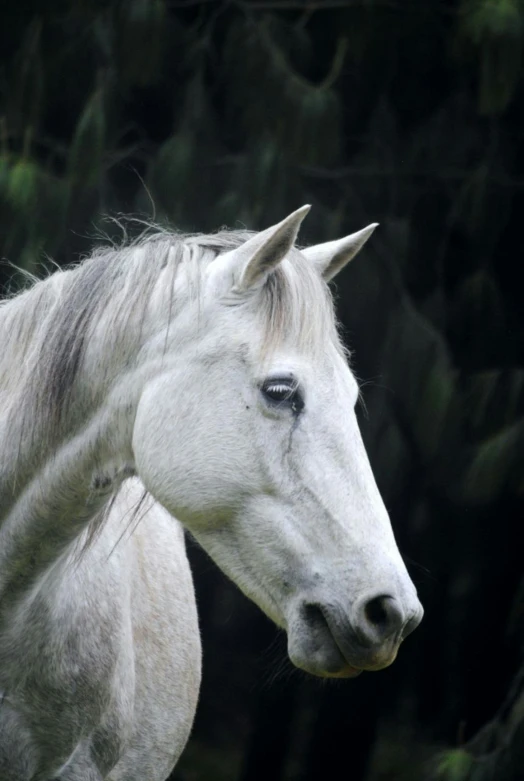 a gray horse with a white mane and black eyes