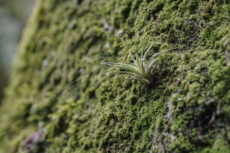 a green moss covered surface with some tiny plant sprouts on it