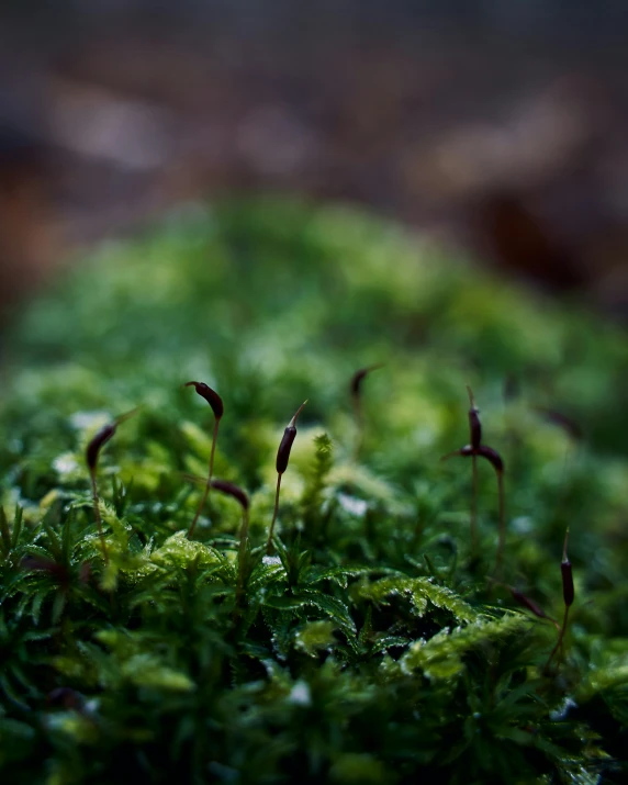 moss growing on the ground in a forest
