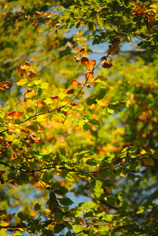 yellow leaves and green trees against a blue sky