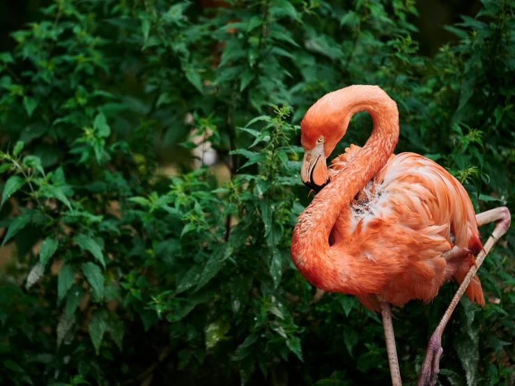 a pink flamingo stands in front of green foliage