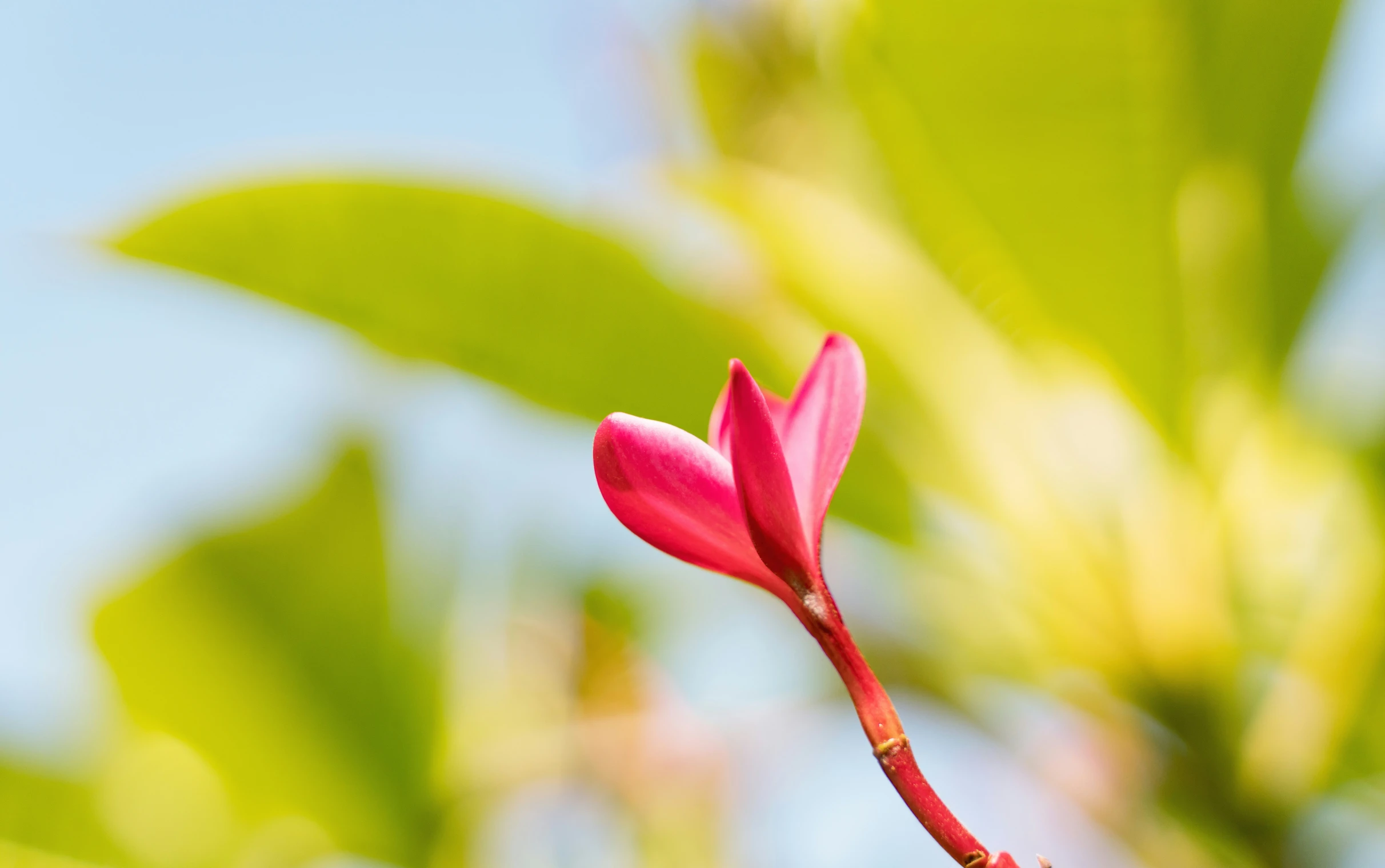 this is a pink flower in the middle of a tree