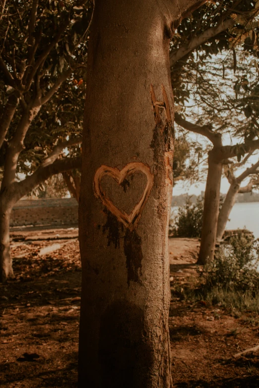 an image of a tree with a heart on it