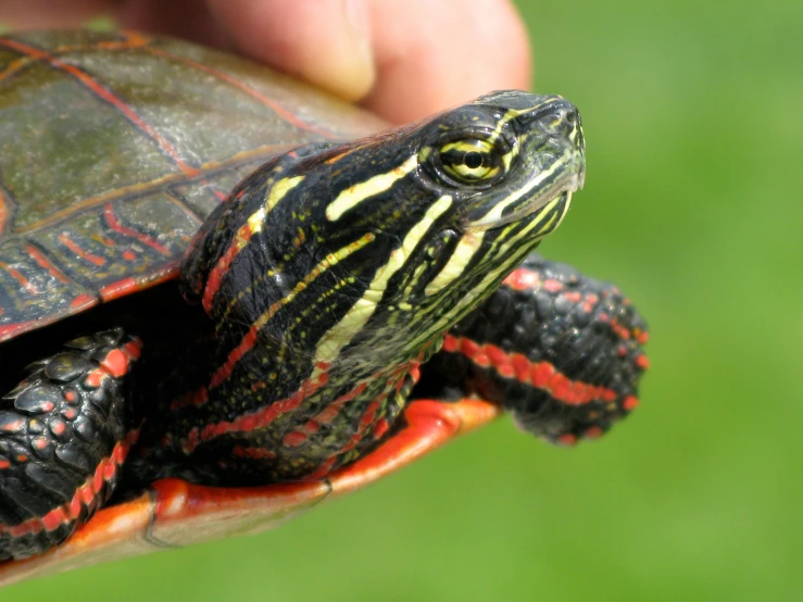 the man is holding his hand up to the turtle