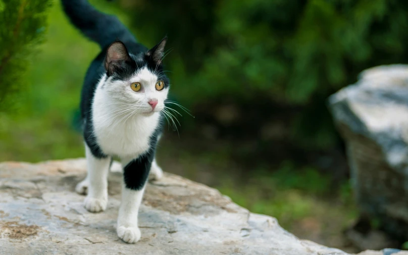 a cat is standing on top of a rock