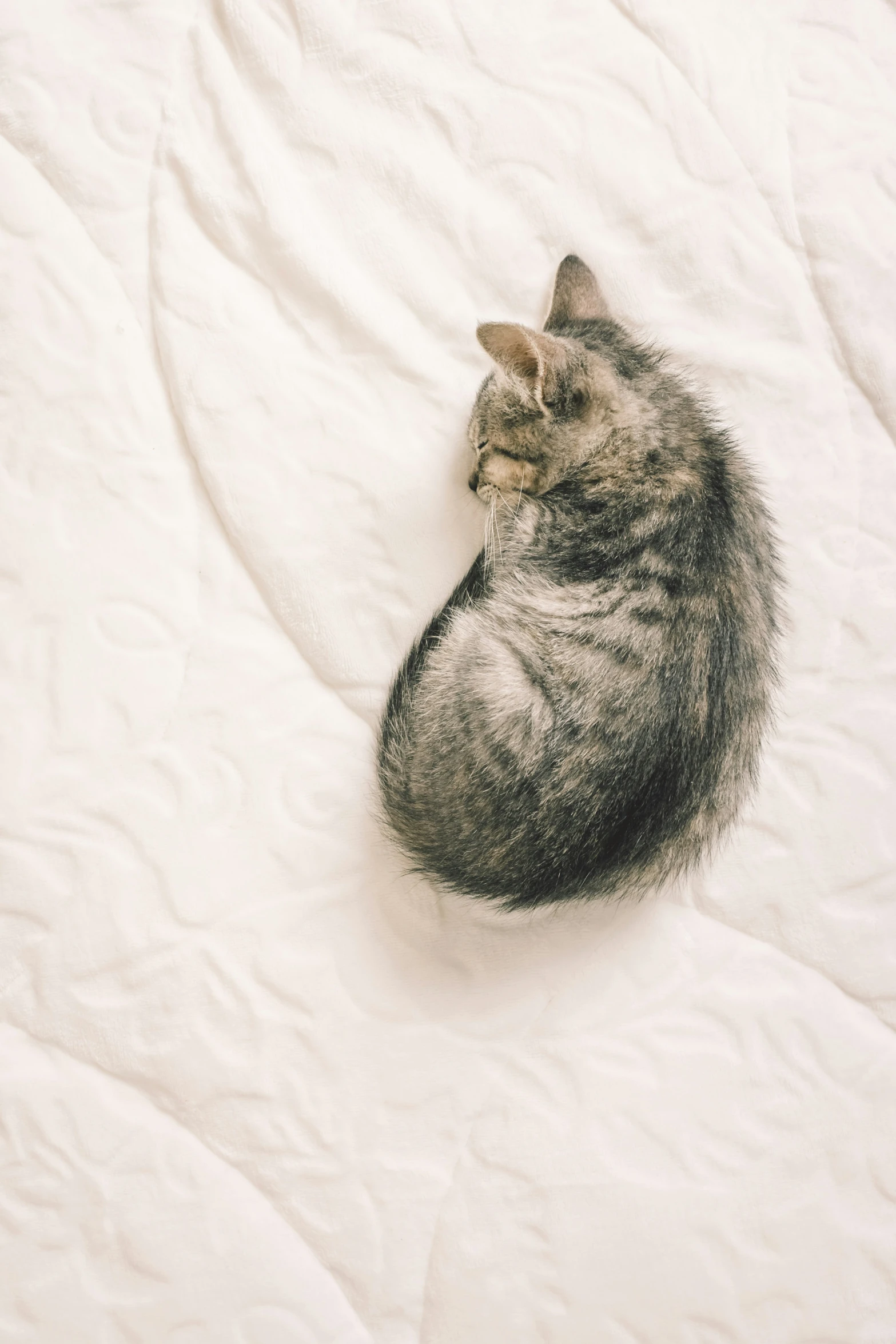 cat laying on white blanket with paw on ear