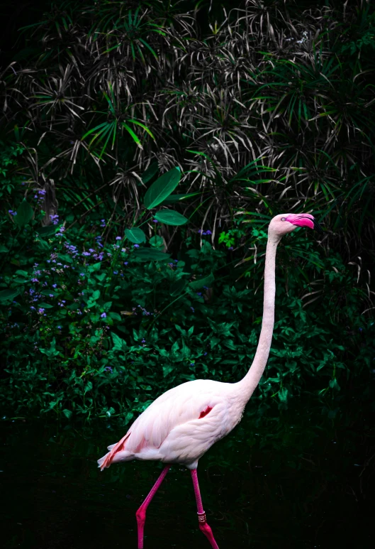 a long - legged flamingo walking in the dark water