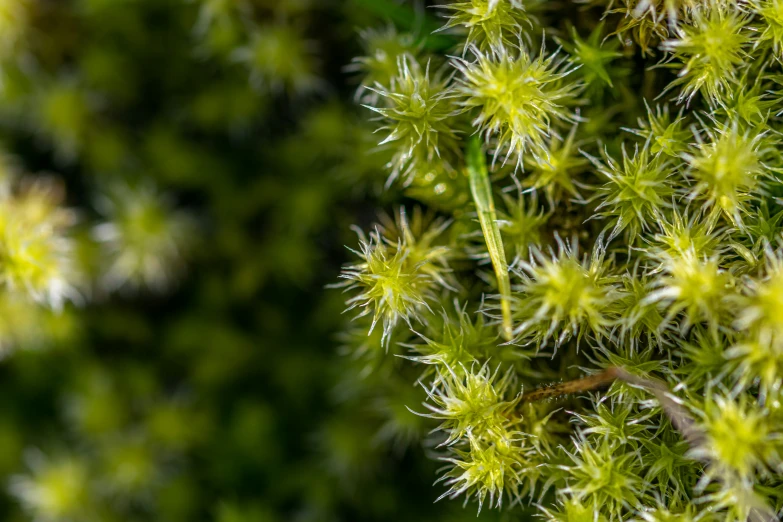 a green plant with some tiny flowers growing on it