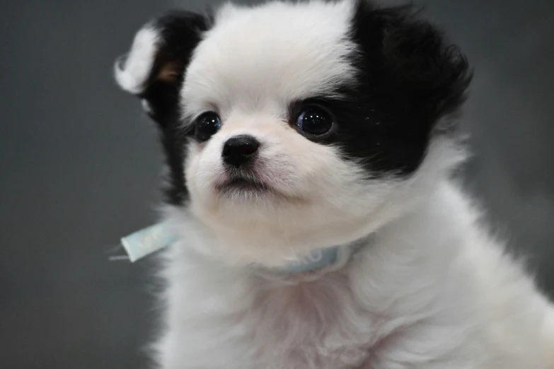 small white and black dog with a name tag