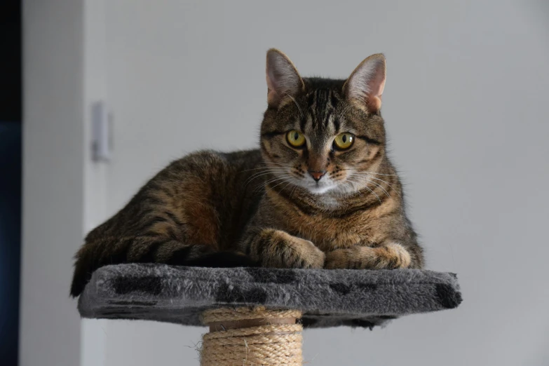 a striped cat sitting on top of a scratching post