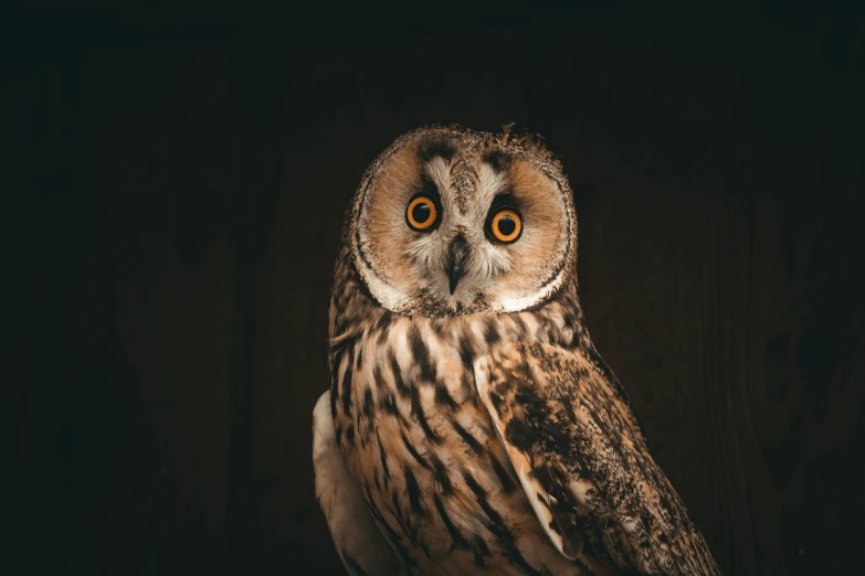 an owl is pographed at night with his large yellow eyes