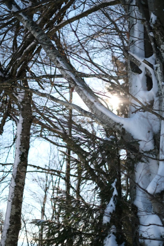 sunlight coming through the snow covered trees in a forest