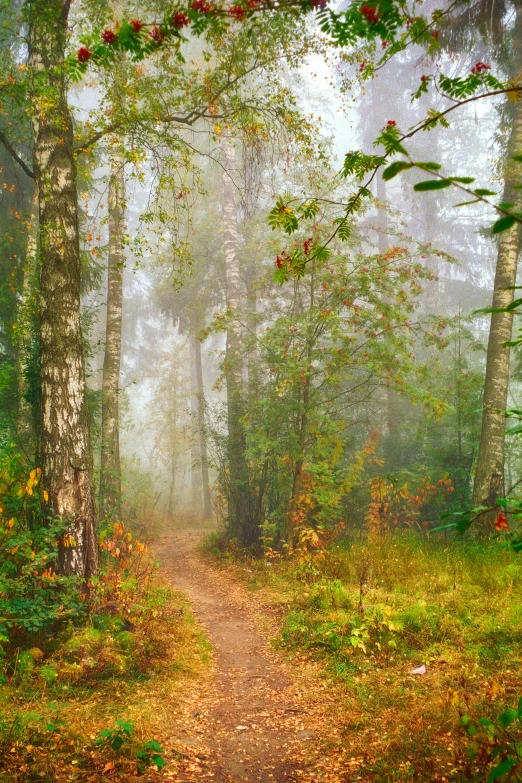 a path in the woods covered with fog
