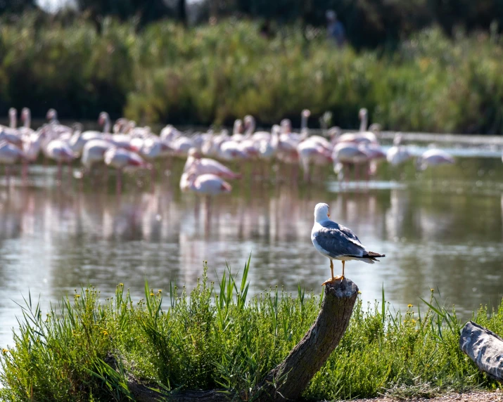 a large flock of flamingos and swans swim in the water