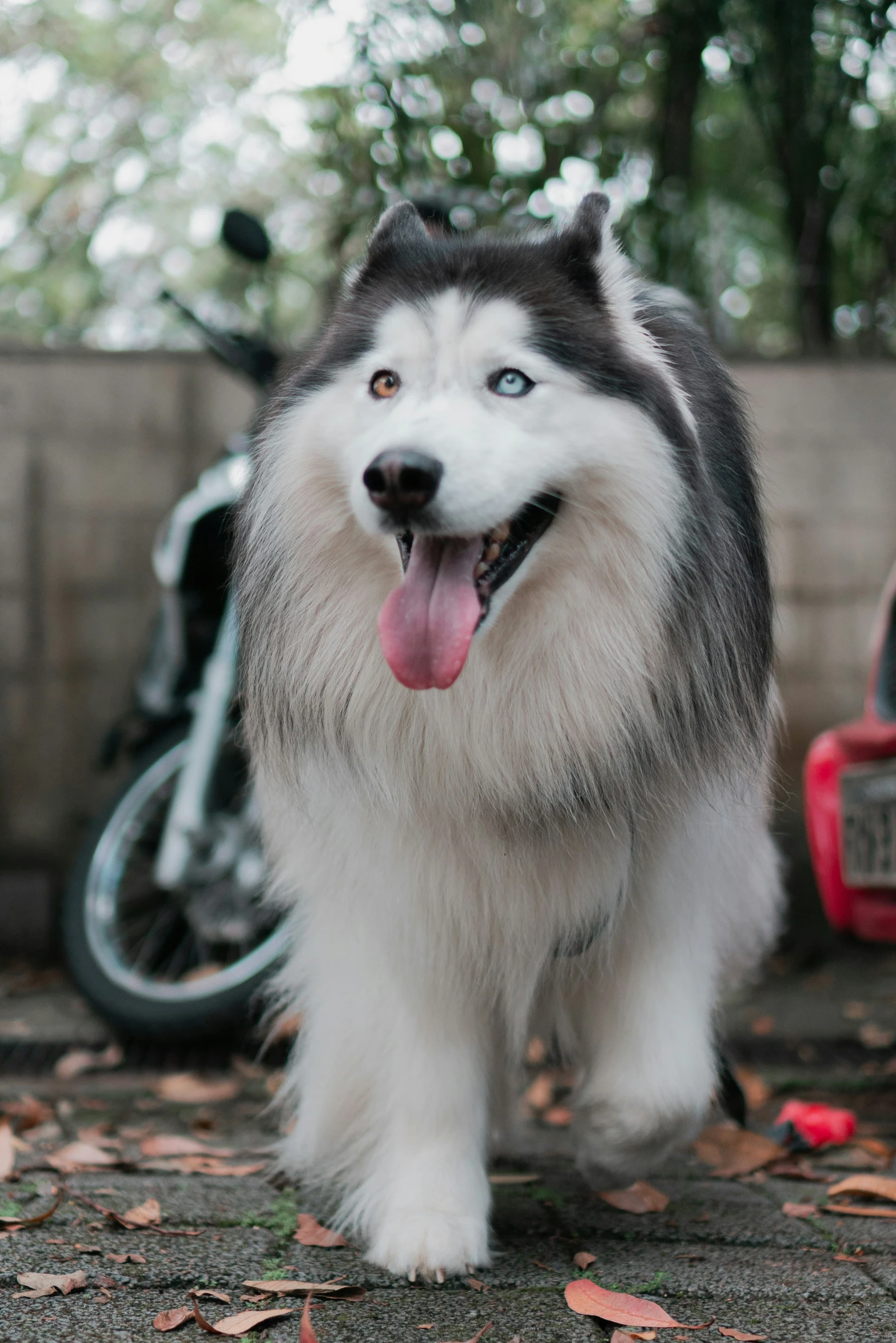 a husky dog walking by a motorcycle on the ground
