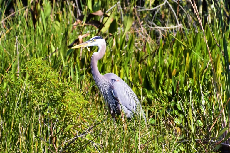 a large bird standing on a lush green field