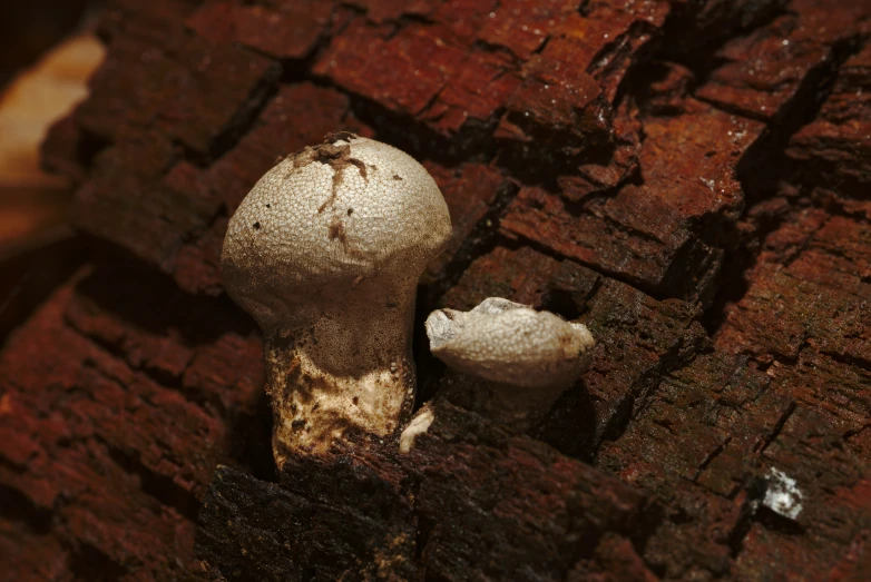 mushrooms growing out of the ground, with small holes